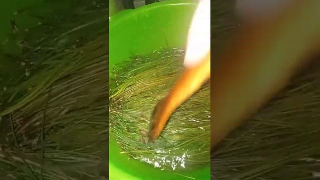 Сосновая хвоя для кур несушек в зимний период. Крепкий иммунитет, нет простудных заболеваний