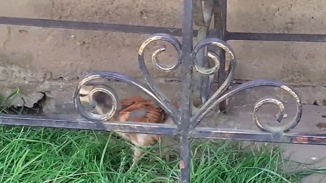 циплята курчата кур разних порід Маран Фавероль Віандот Брама Сіньдянь..... смотреть онлайн