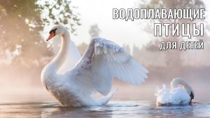 Учим птиц, развивающие мультики, видео для детей, водоплавающие птицы