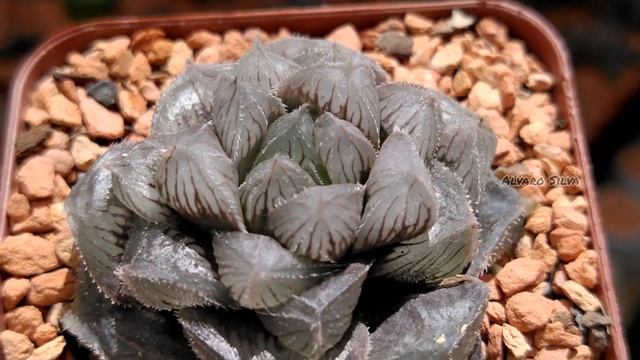 Haworthia cooperi red stone смотреть онлайн