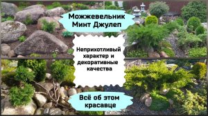 Можжевельник Минт Джулеп.