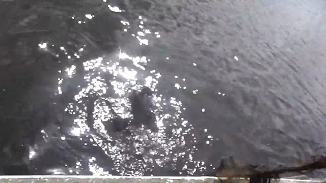 ЧИСТ АЯ РЕКА Рейд 29. "Шесть сетей и 10 раколовок" смотреть онлайн