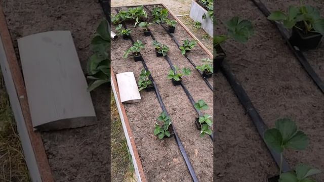 Как правильно посадить клубнику. Саженцы клубники