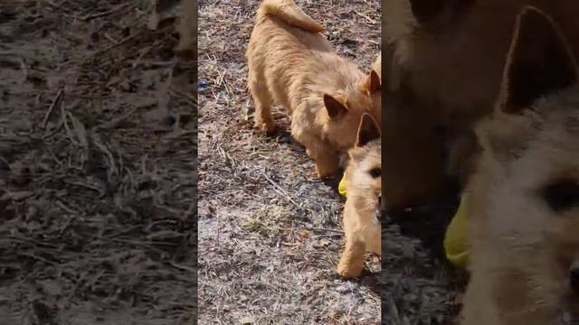 Norwich terrier kennel Bestiyana норвич терьер 🥰