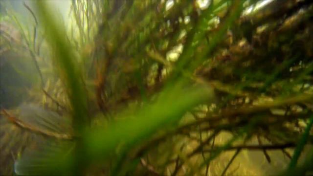 Подводная охота выходного дня Spearfishing Weekend смотреть онлайн