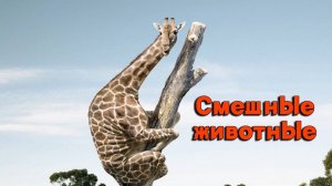 Смешные животные | Смех до слез | Подборка приколов !