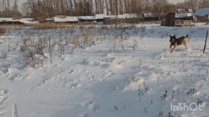 87) СОБАКА ОВЧАРКА Верба Любит Гулять в Мороз в Городе ПЕНЗА 08 Января 2023