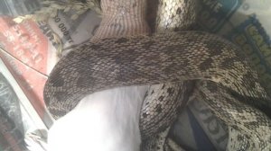 Восточный удавчик (Eryx tataricus)- ПОЕДАЕТ МЫШЬ