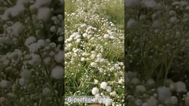 gypsophila #гипсофила