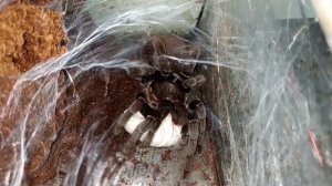 Паук поедающий птиц. Это топ 10 самых больших пауков в мире