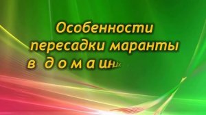 Как правильно пересадить Маранту. Правила пересадки Маранты в домашних условиях.