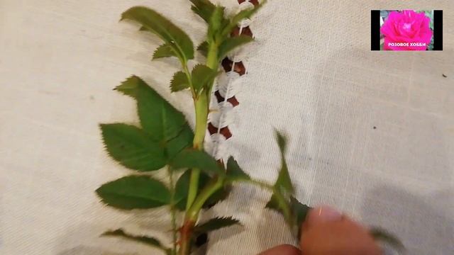 РОЗА. КАК ОТЛИЧИТЬ БАЗАЛЬНЫЙ ПОБЕГ ОТ ШИПОВНИКА. НАЧИНАЮЩИМ смотреть онлайн