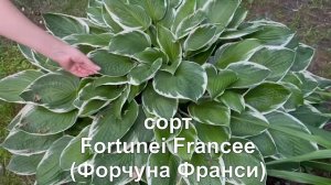 ЛУЧШИЕ ЦВЕТЫ ДЛЯ ТЕНИСТОГО САДА-РЕЙТИНГ