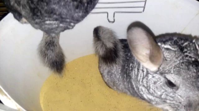 ШИНШИЛЛЫ КУВЫРКАЮТСЯ В ПЕСКЕ купание В ПЕСКЕ | Хомячуля: Secret Life Hamster - Pets