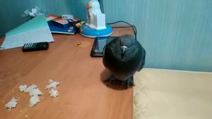 Голубь дома