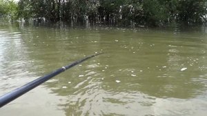 Рыбалка на удочку Обь, Матвеевка июль 2018