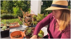 Making a living succulent bouquet