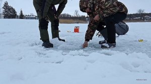 Рекордный окунь