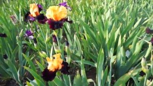 Ирис BRILLIANT DISGUISE