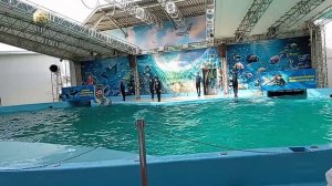 Дельфинарий Анапа эпизод.mp4