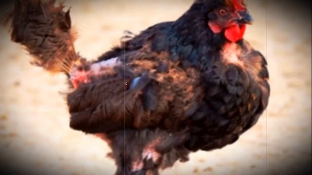 Алопеция или почему перья у петуха выпадают