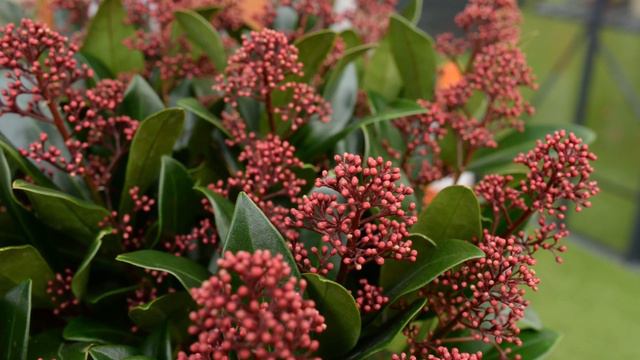 Plant Of The Week - Skimmia japonica Rubella смотреть онлайн