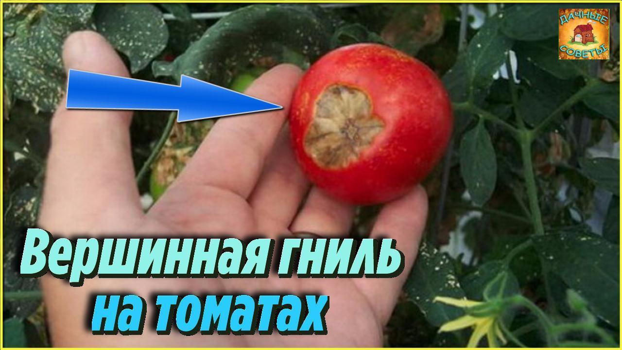 Болезни томатов. Как быстро и просто избавиться от ВЕРШИННОЙ ГНИЛИ Дачные Советы огородникам