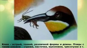 Презентация Чем и как питаются птицы