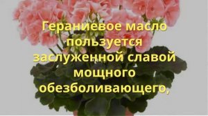 100% натуральное эфирное масло герани