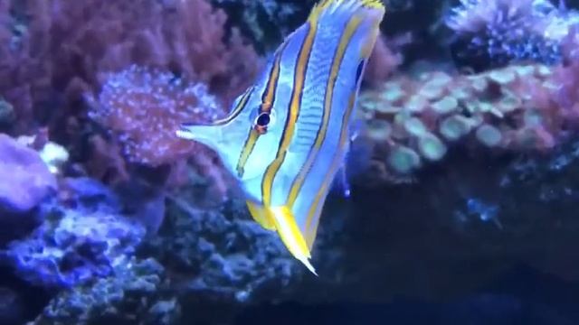 Хелмон пинцет хвост смотреть онлайн