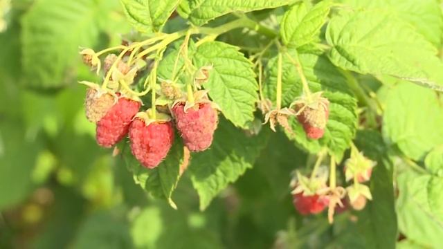 Ремонтантная малина от НПО «Сады России» смотреть онлайн