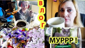 ДЕЛАЮ ЗАВТРАК и СИРЕНЕВЫЙ ЧАЙ || РЕКОМЕНДУЮ ! ЛАКОМСТВО КОТУ )