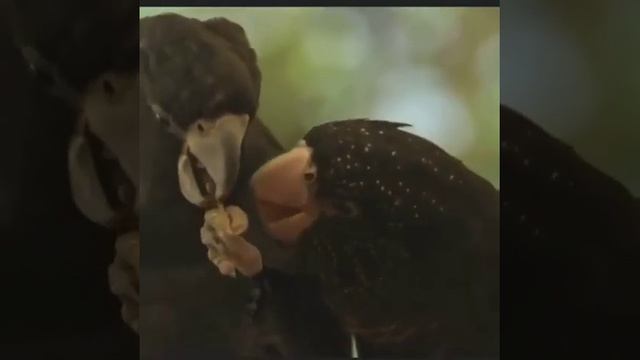 Какаду в брачный период | Приколы самых милых животных | #Shorts смотреть онлайн