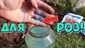 Розы цветут пышнее в 3 раза! Вот зачем нужна обработка медным купоросом от болезней в конце ОСЕНИ!