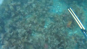 Подводная охота на Малом Утрише 2016