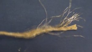 Простейшая уловистая мушка на хариуса осенью 2021 года