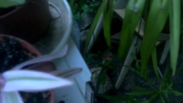 Обзор хлорофитумов смотреть онлайн