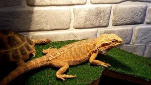 АГАМЫ КИВАЮТ ГОЛОВОЙ И МАШУТ ЛАПОЙ.