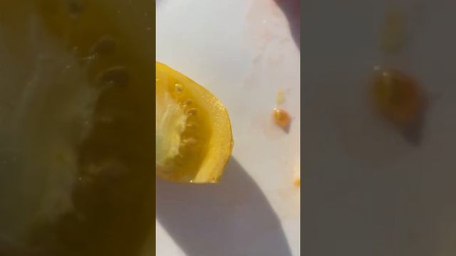 Сорта Прекрасный пышный, Сердце кенгуру. смотреть онлайн