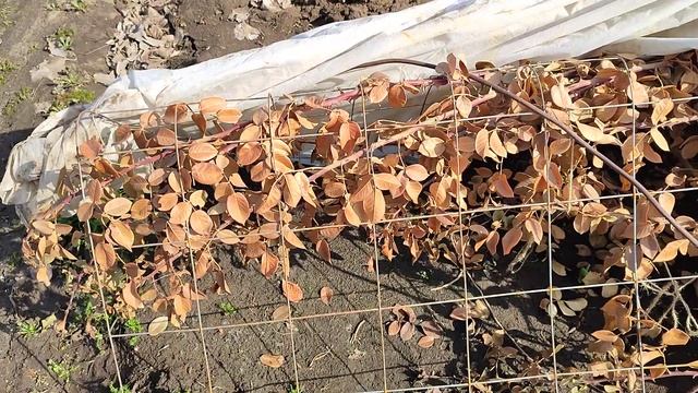 24 марта2023г. Как перезимовали розы под агроволокном и розы без укрытия. смотреть онлайн