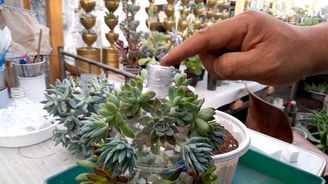 위아래가 없는 화분 만들어 다육이 심기 ; 행잉화분 ; 다육이볼 만들기 ; succulents ; suculentas ; 多肉植物 смотреть онлайн