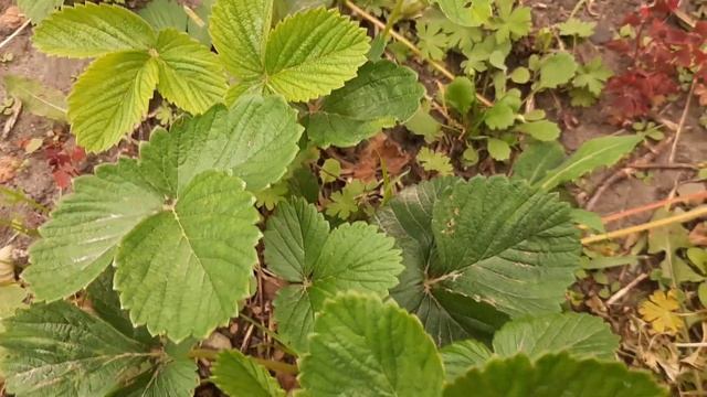 Мужские и Женские кусты у КЛУБНИКИ существуют, и я их показал и доказал их существование. смотреть онлайн