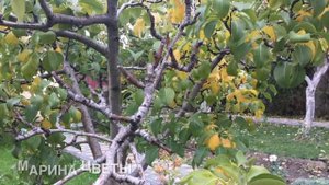 ОБРЕЗАТЬ ОСЕНЬЮ САД ОПАСНО ??? Обрезка деревьев