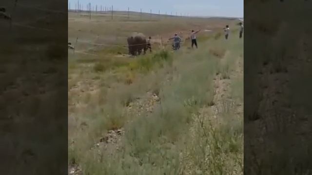 Казахстан. Откуда слоны в Казахстане? Это надо видеть! смотреть онлайн