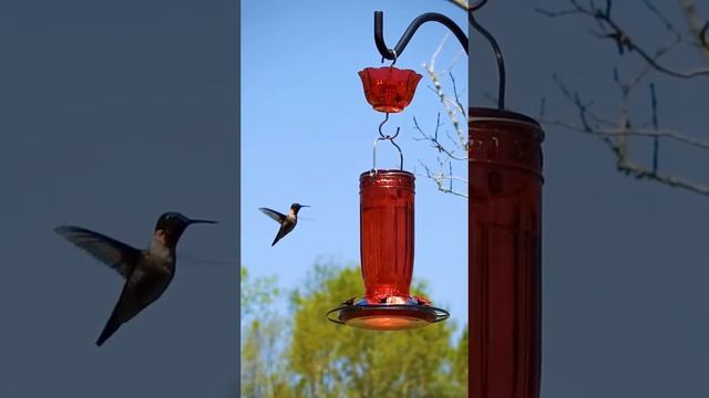 Kingsyard Hummingbird feeder Birds Singing Bird Video Relaxing Sound hummingbird