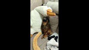 Собака пти-брабансон и плюшевый гусь трогательная пара!