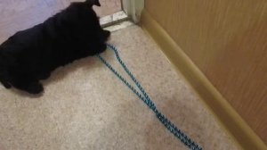 Мой милый Скотч-терьер)))