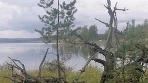 Охота с ВСЛ. Нагуливаем собак, подготовка к сезону 2021г.