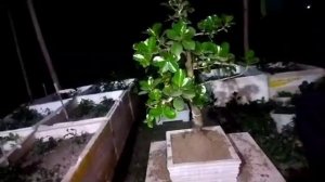 Ficus Microcarpa Bonsai Pruning And Ripoting chinese microcarpa