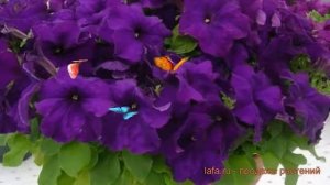 Петуния мультифлора Мамбо Джи Пи Блю ? обзор: как сажать, семена петунии Мамбо Джи Пи Блю